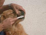 BROSSAGE DENTS 039